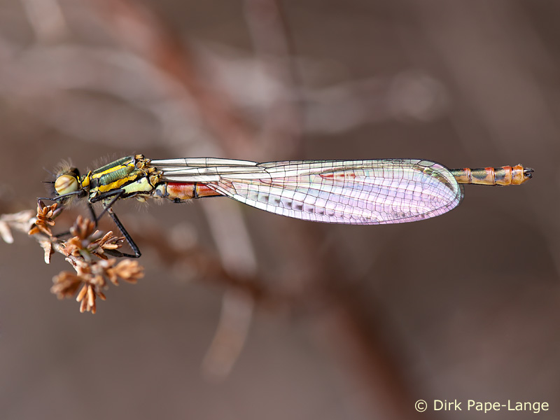 Pyrrhosoma nymphula - young male
